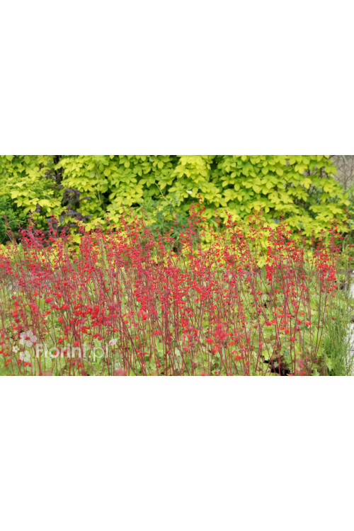 Żurawka krwista 'Coral Forest' Heuchera sanguinea