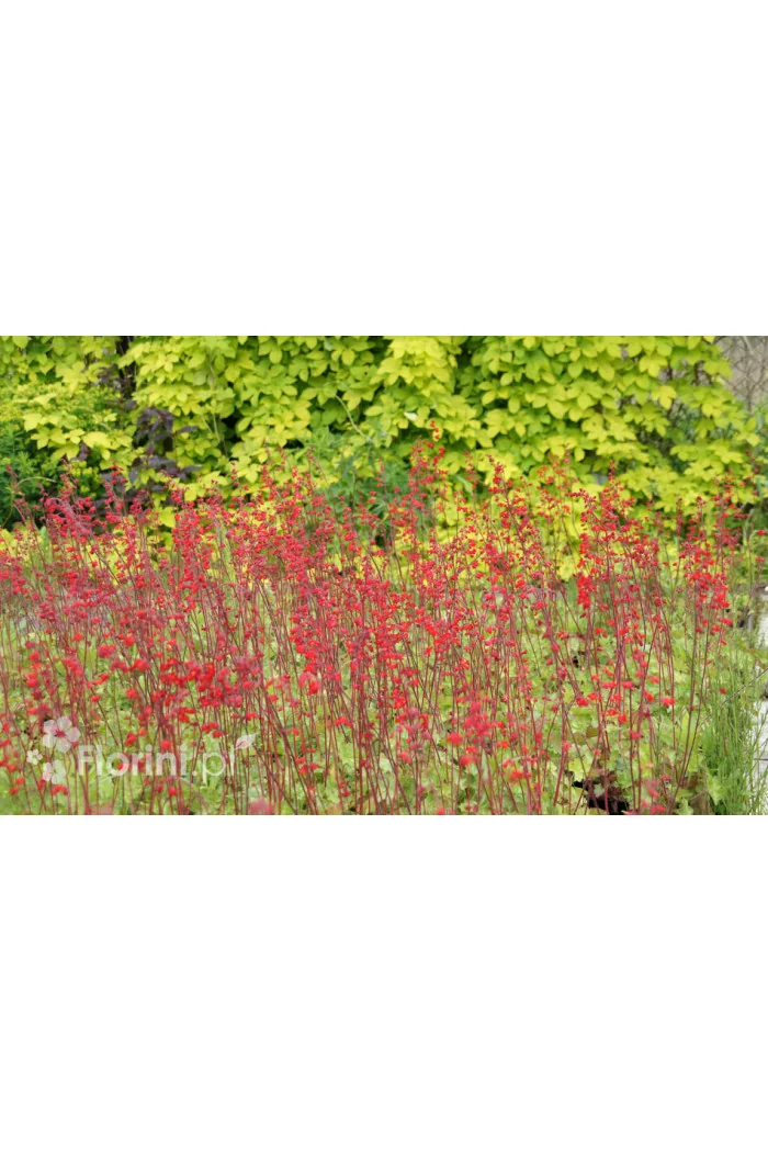 Żurawka krwista 'Coral Forest' Heuchera sanguinea