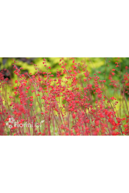 Żurawka krwista 'Coral Forest' Heuchera sanguinea