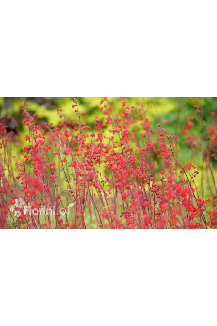 Żurawka krwista 'Coral Forest' Heuchera sanguinea