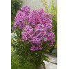 Floks wiechowaty 'Fondant Fancy' Phlox panniculata