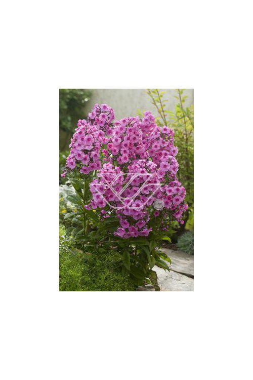 Floks wiechowaty 'Fondant Fancy' Phlox panniculata