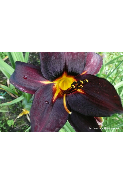 Liliowiec 'Starling' | Hemerocallis