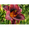 Liliowiec 'Starling' | Hemerocallis