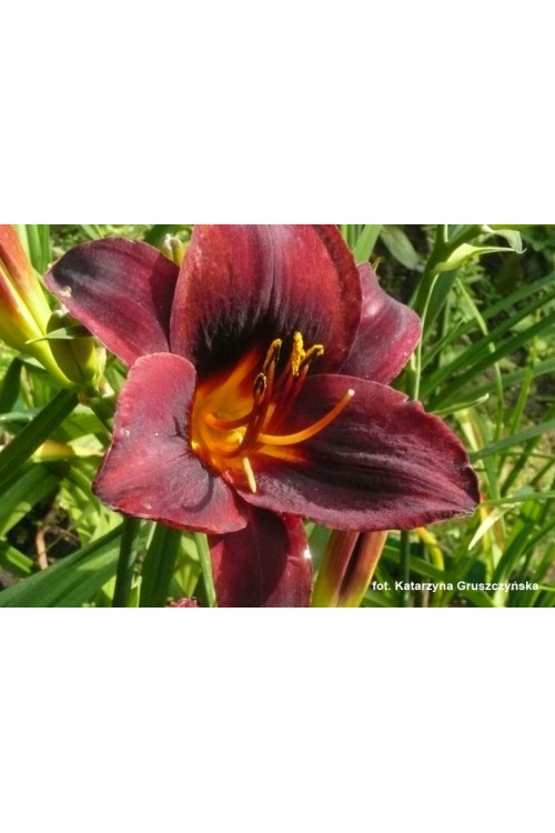 Liliowiec 'Starling' | Hemerocallis