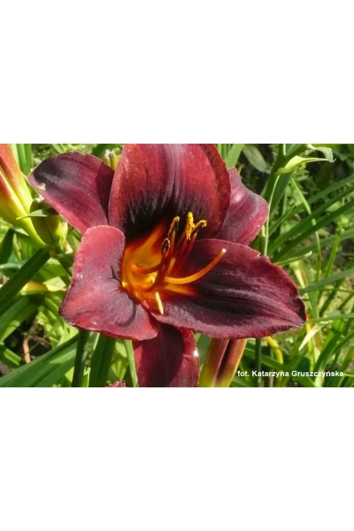 Liliowiec 'Starling' | Hemerocallis