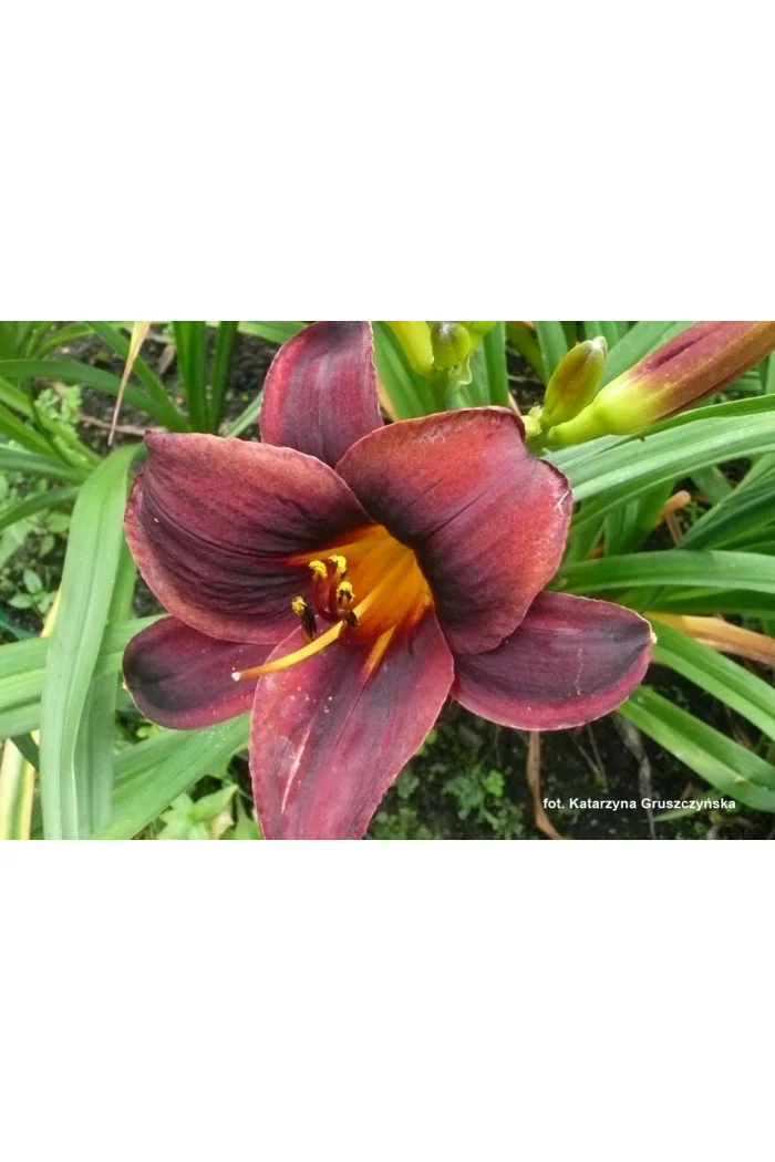 Liliowiec 'Starling' | Hemerocallis