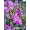 Odętka wirginijska 'Rosea' | Physostegia virginiana