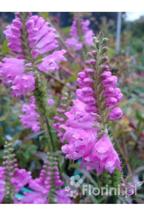 Odętka wirginijska 'Rosea' | Physostegia virginiana