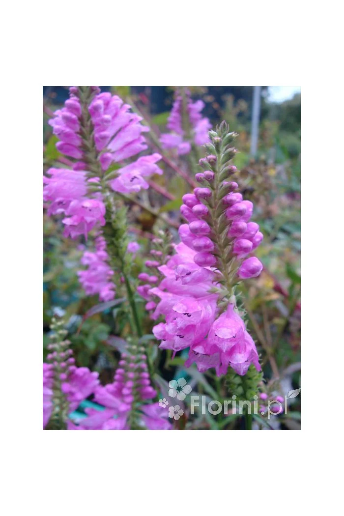 Odętka wirginijska 'Rosea' | Physostegia virginiana