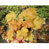 Żurawka 'Amber Waves' Heuchera