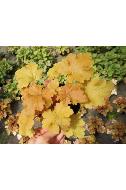 Żurawka 'Amber Waves' Heuchera