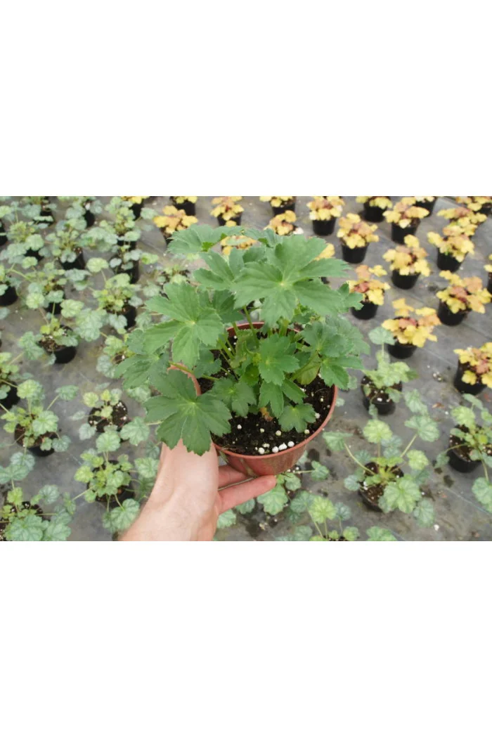 Jarzmianka 'Moulin Rouge' | Astrantia