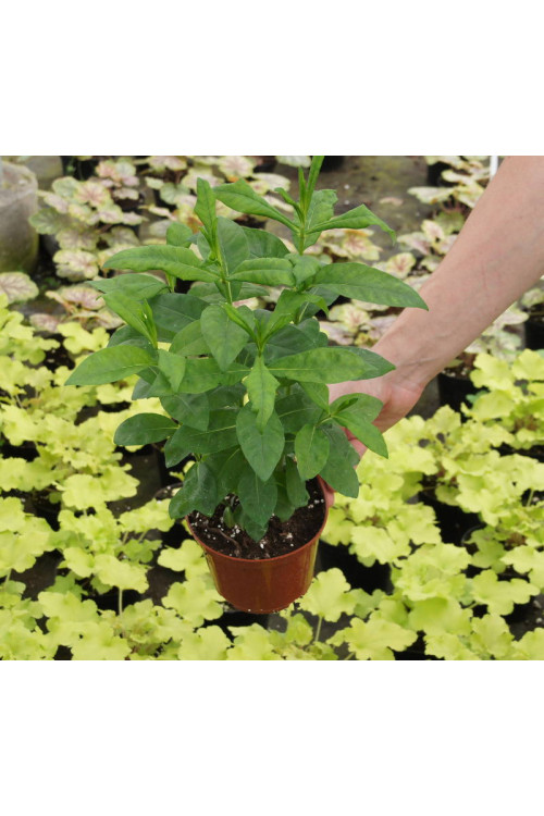 Floks wiechowaty 'Fondant Fancy' Phlox panniculata