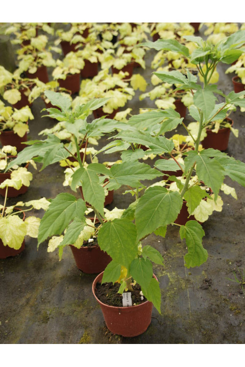 Hibiskus 'Jazzberry Jam' Hibiscus