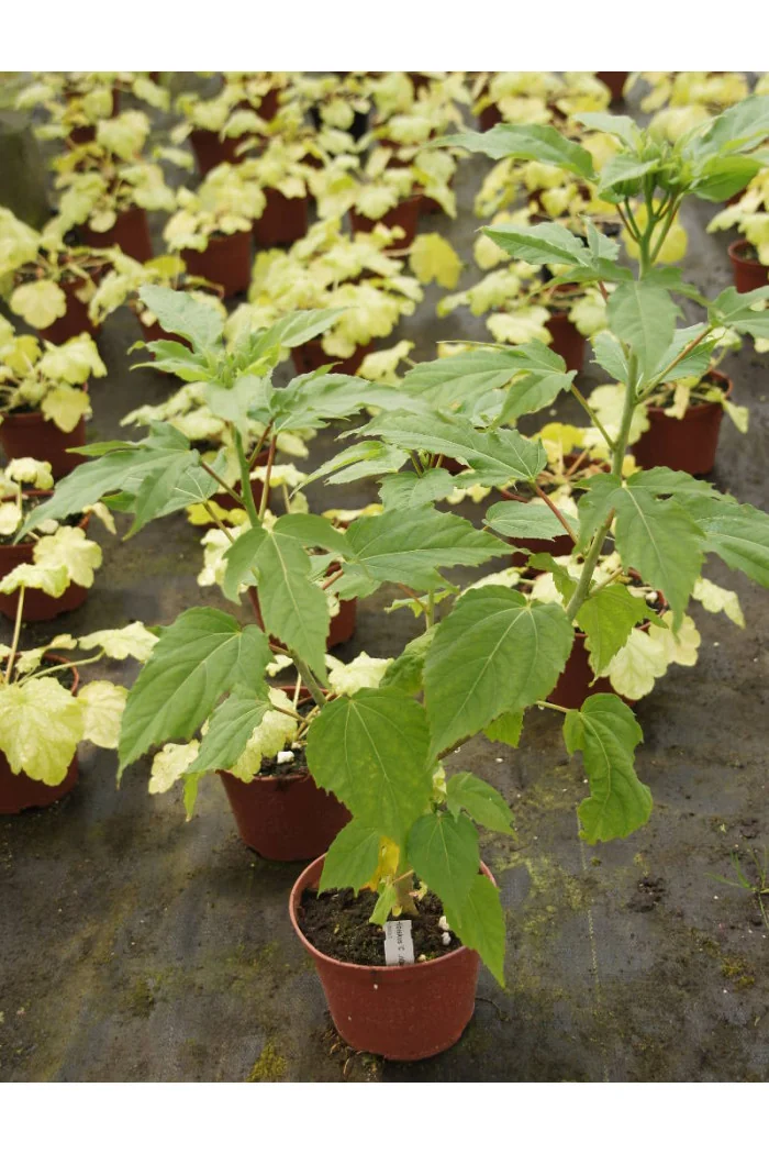 Hibiskus 'Jazzberry Jam' Hibiscus