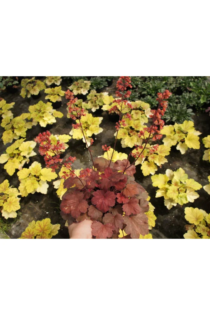 Żurawka 'Cherry Cola' | Heuchera
