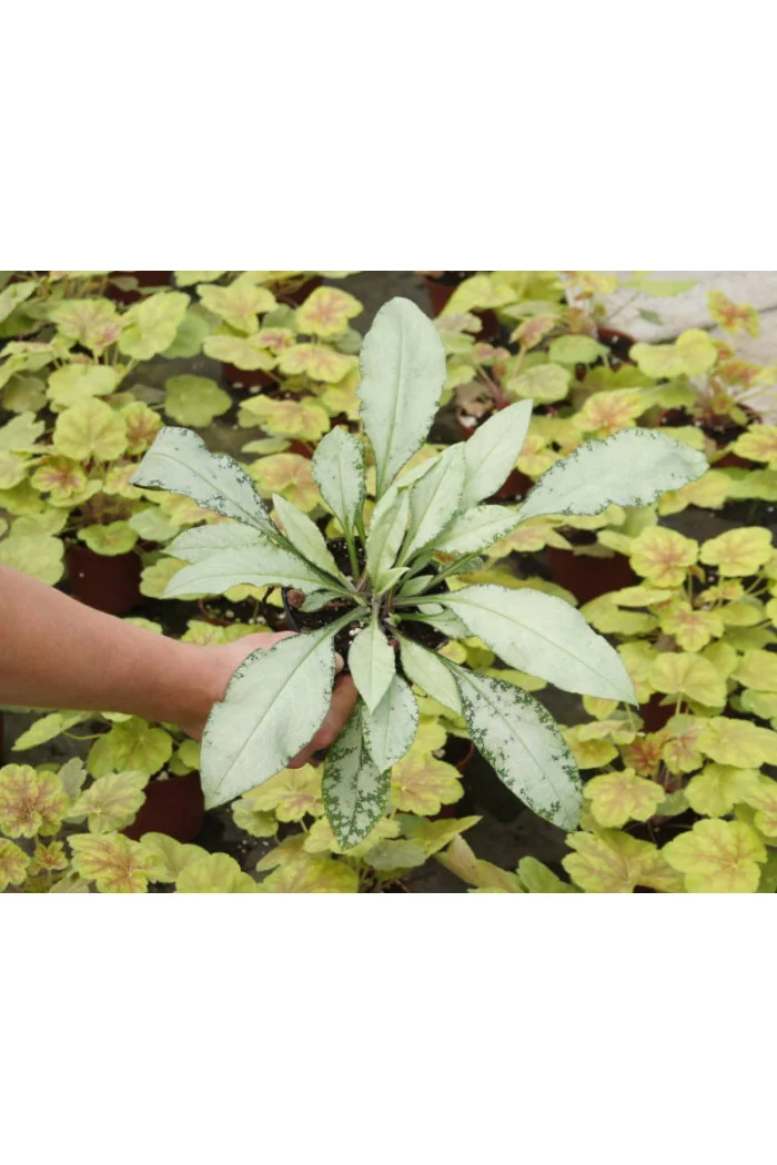 Miodunka 'Diana Clare' Pulmonaria longifolia