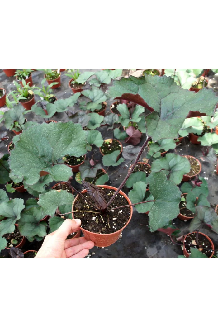 Języczka pomarańczowa 'Britt Marie Crawford' | Ligularia dentata