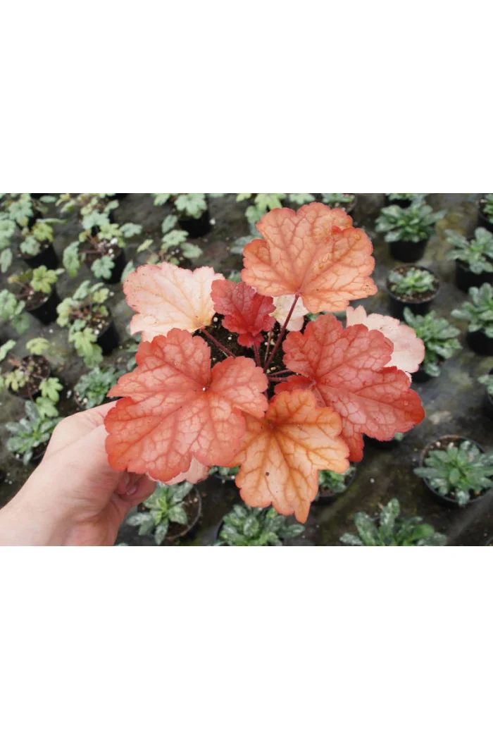 żurawka, żurawka Paprika, heuchera