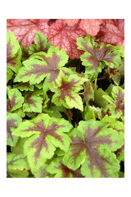 tiarella