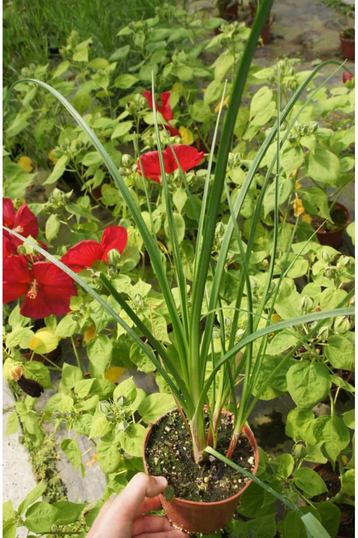 trytoma, trytoma Papaya Popscide, Kniphofia