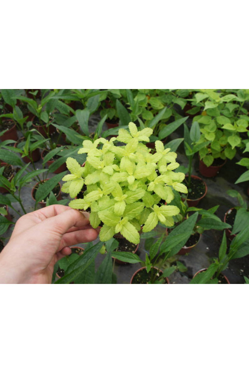 Przetacznik 'Aztec Gold' Veronica