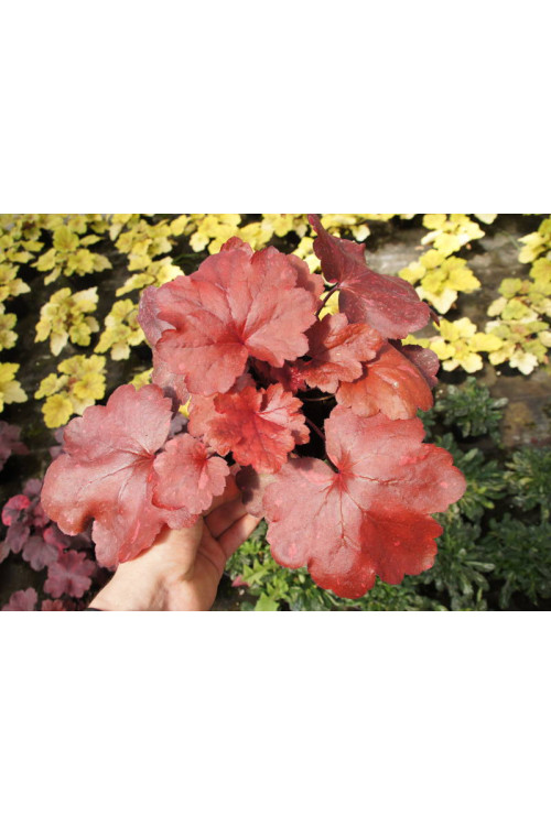 Żurawka 'Galaxy' | Heuchera