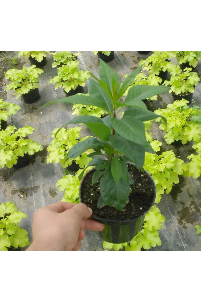 Floks wiechowaty 'Special Fire' Phlox panniculata