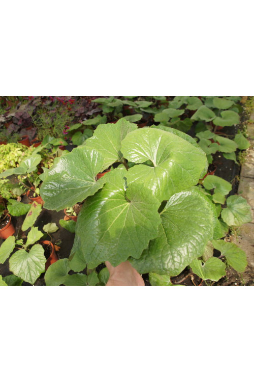 Języczka 'Last Dance' Ligularia