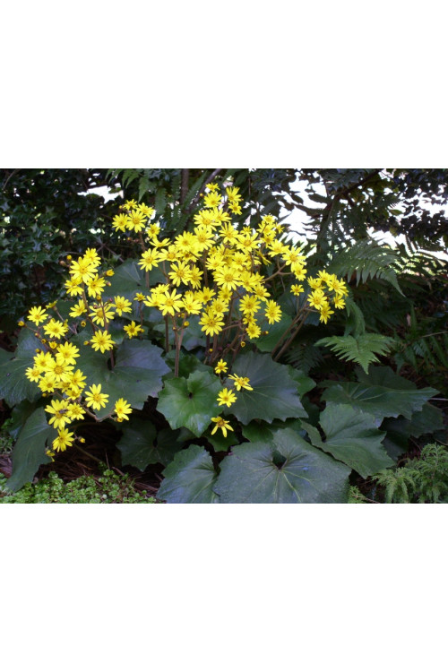 Języczka 'Last Dance' Ligularia