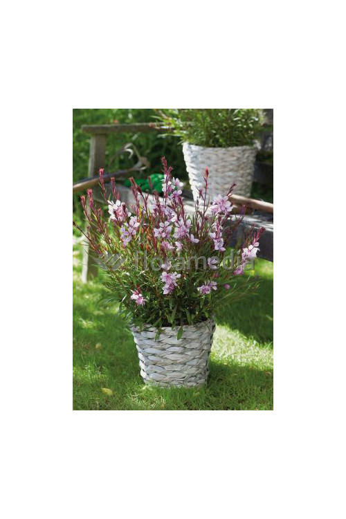 Gaura 'Passionate Rainbow' Gaura