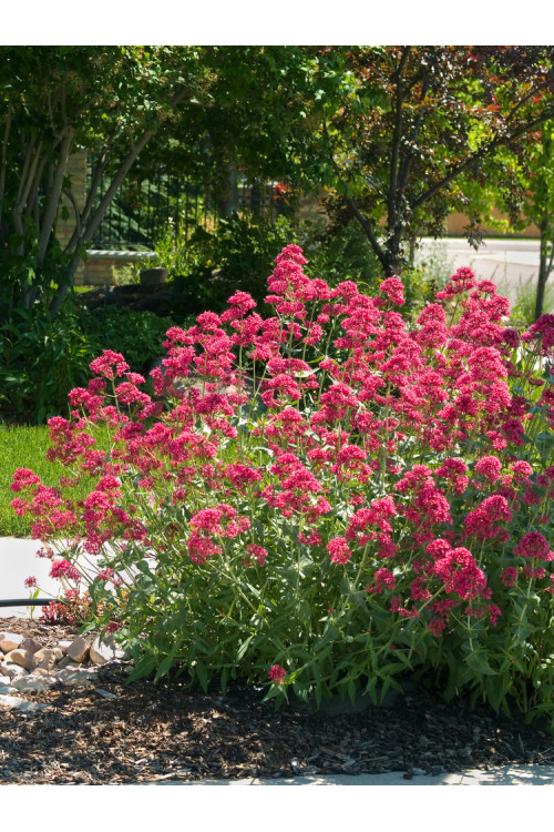 Ostrogowiec czerwony 'Coccineus' | Centranthus ruber