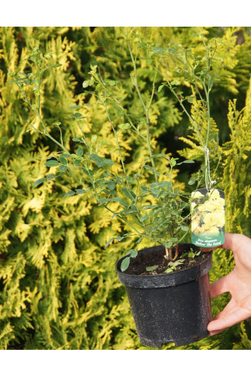 Róża 'Yellow The Fairy' (okrywowa) | Rosa