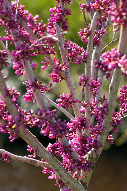 Judaszowiec chiński 'Avondale' Cercis chinensis