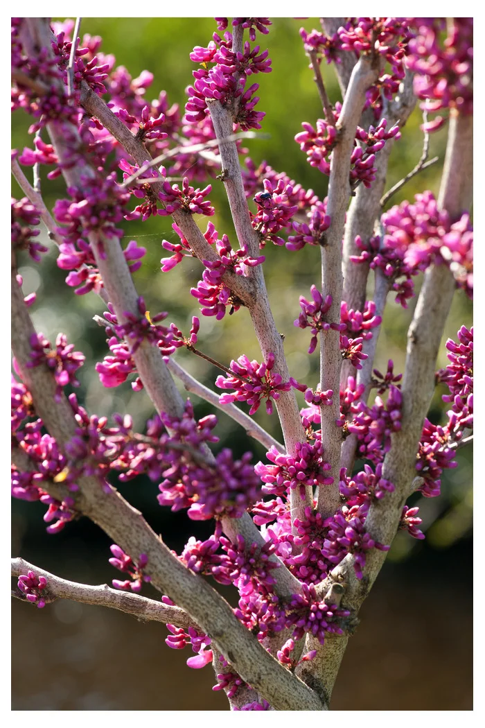 Judaszowiec chiński 'Avondale' Cercis chinensis