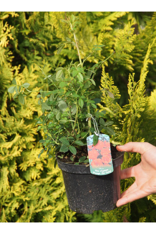 Róża 'Orange The Fairy' | Rosa