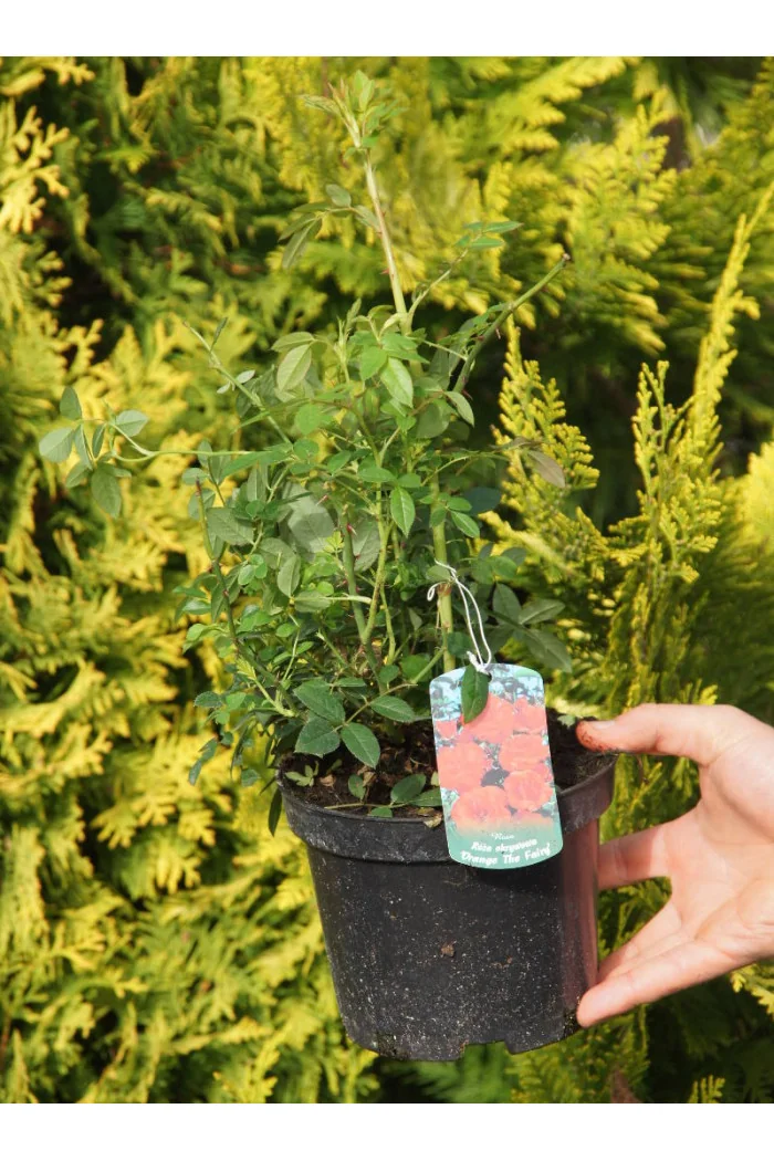 Róża 'Orange The Fairy' | Rosa