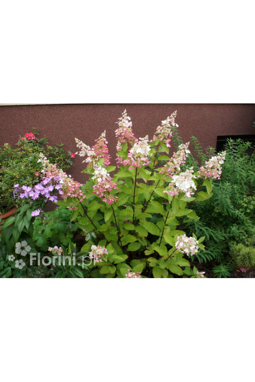 Hortensja bukietowa 'Pinky Winky' Hydrangea paniculata