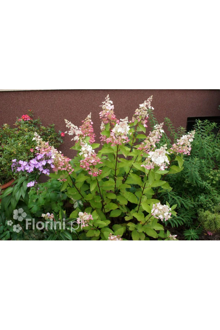 Hortensja bukietowa 'Pinky Winky' Hydrangea paniculata