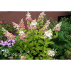 Hortensja bukietowa 'Pinky Winky' Hydrangea paniculata