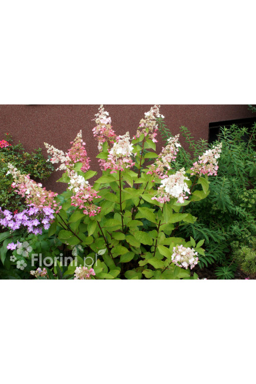 Hortensja bukietowa 'Pinky Winky' Hydrangea paniculata