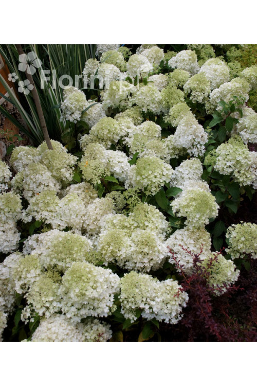 Hortensja bukietowa 'Bobo' |Hydrangea paniculata