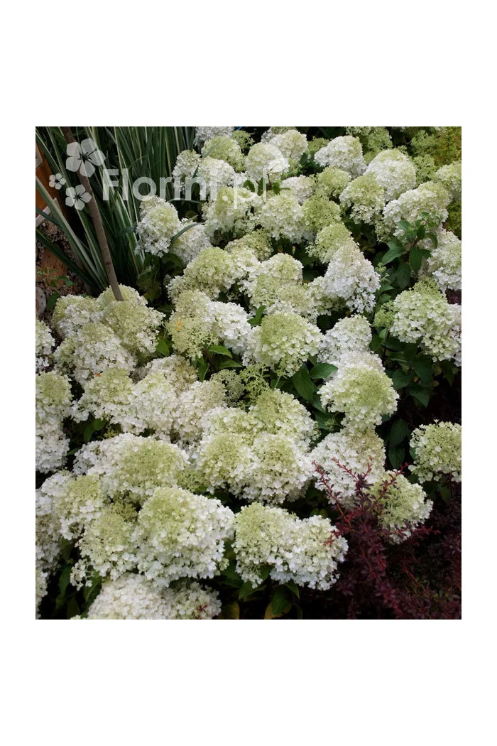 Hortensja bukietowa 'Bobo' |Hydrangea paniculata