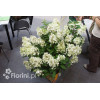 hortensja, hortensja bukietowa, hortensja Magical Candle, hydrangea, hydrangea paniculata