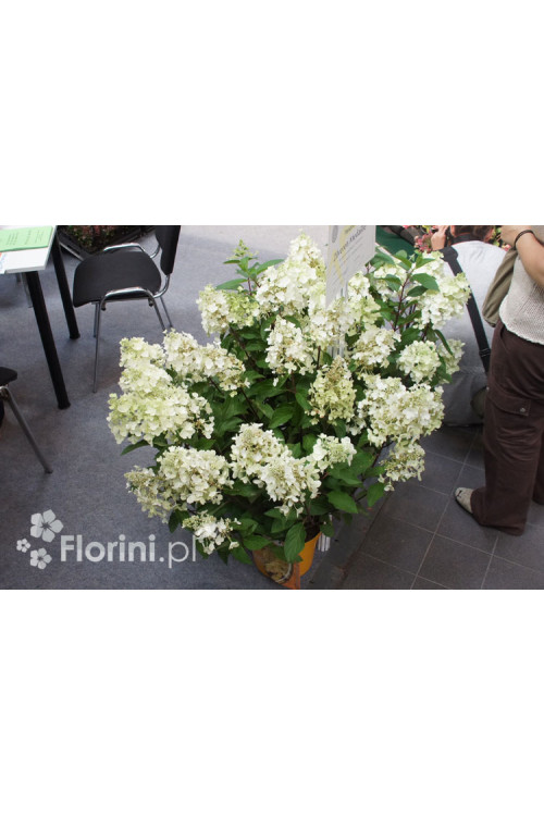 hortensja, hortensja bukietowa, hortensja Magical Candle, hydrangea, hydrangea paniculata