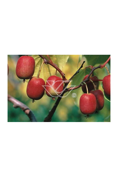 Aktinidia (kiwi) ostrolistna 'Hardy Red' | Actinidia arguta