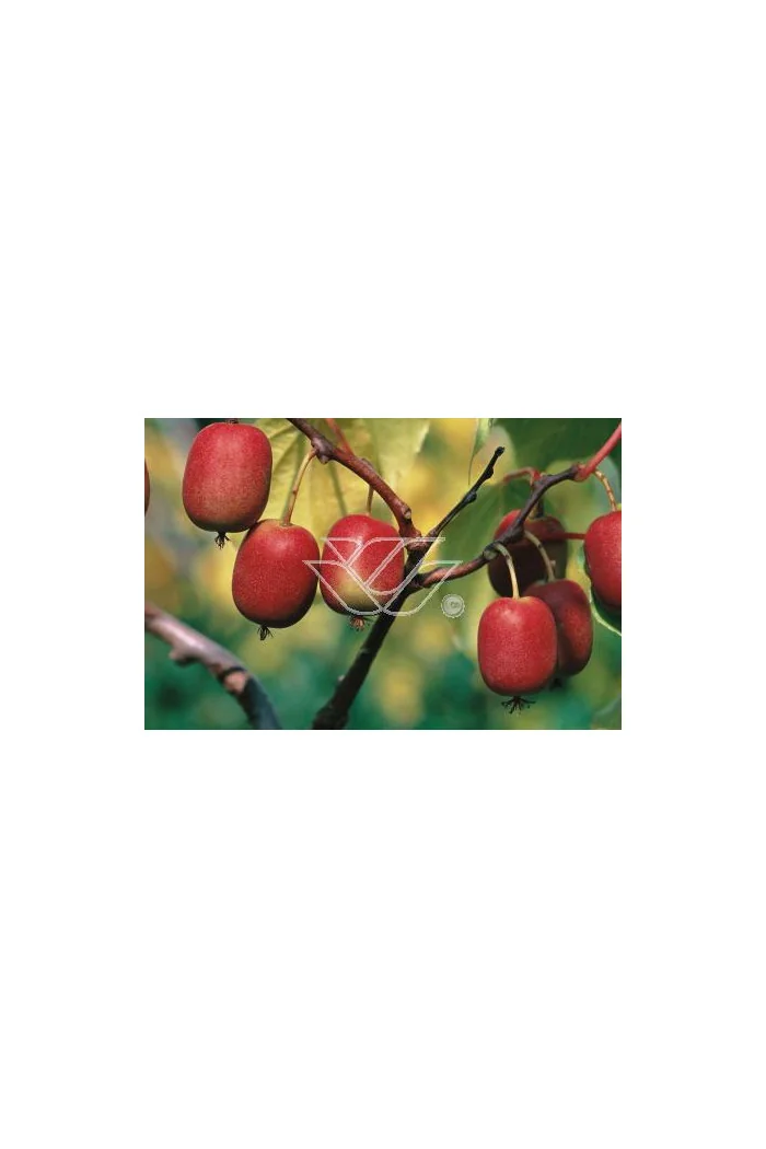 Aktinidia (kiwi) ostrolistna 'Hardy Red' | Actinidia arguta