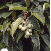 Aktinidia (kiwi) ostrolistna 'Hardy Red' | Actinidia arguta