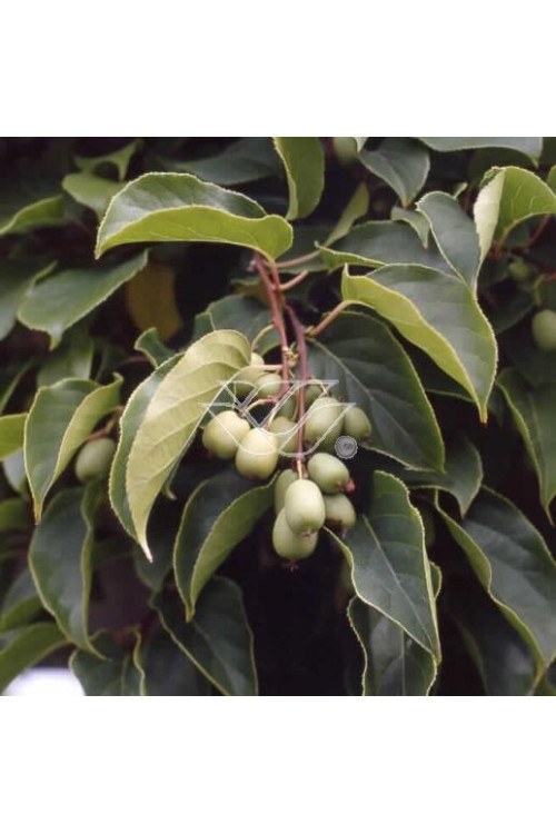 Aktinidia (kiwi) ostrolistna 'Hardy Red' | Actinidia arguta